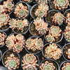 Echeveria 'Bonifica'