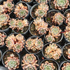 [PACK of 10 PLANTS] x  Echeveria 'Bonifica'