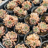 [PACK of 10 PLANTS] x  Echeveria 'Bonifica'