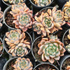 [PACK of 10 PLANTS] x  Echeveria 'Bonifica'