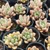 Echeveria ebony x Graptopetalum amethystinum