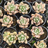Echeveria ebony x Graptopetalum amethystinum