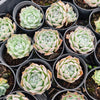 Echeveria Gilo x Raindrops (aka. Heart Choices)(Bump leaves)