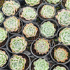 Echeveria Gilo x Raindrops (aka. Heart Choices)(Bump leaves)