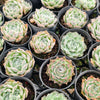 Echeveria Gilo x Raindrops (aka. Heart Choices)(Bump leaves)