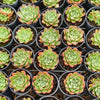Echeveria Longissima x Raindrops