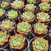 Echeveria Longissima x Raindrops
