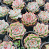 Echeveria 'Mactory' | Korea Form