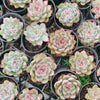 Echeveria 'Mactory' | Korea Form