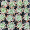 [PACK of 10 PLANTS] x Echeveria 'Blue Waves'