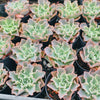 [PACK of 10 PLANTS] x Echeveria 'Blue Waves'