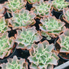 [PACK of 10 PLANTS] x Echeveria 'Blue Waves'