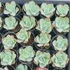 [PACK of 10 PLANTS] x Echeveria 'Bluette'