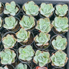Echeveria 'Bluette'