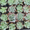 [PACK of 10 PLANTS] x Echeveria 'Bluette'