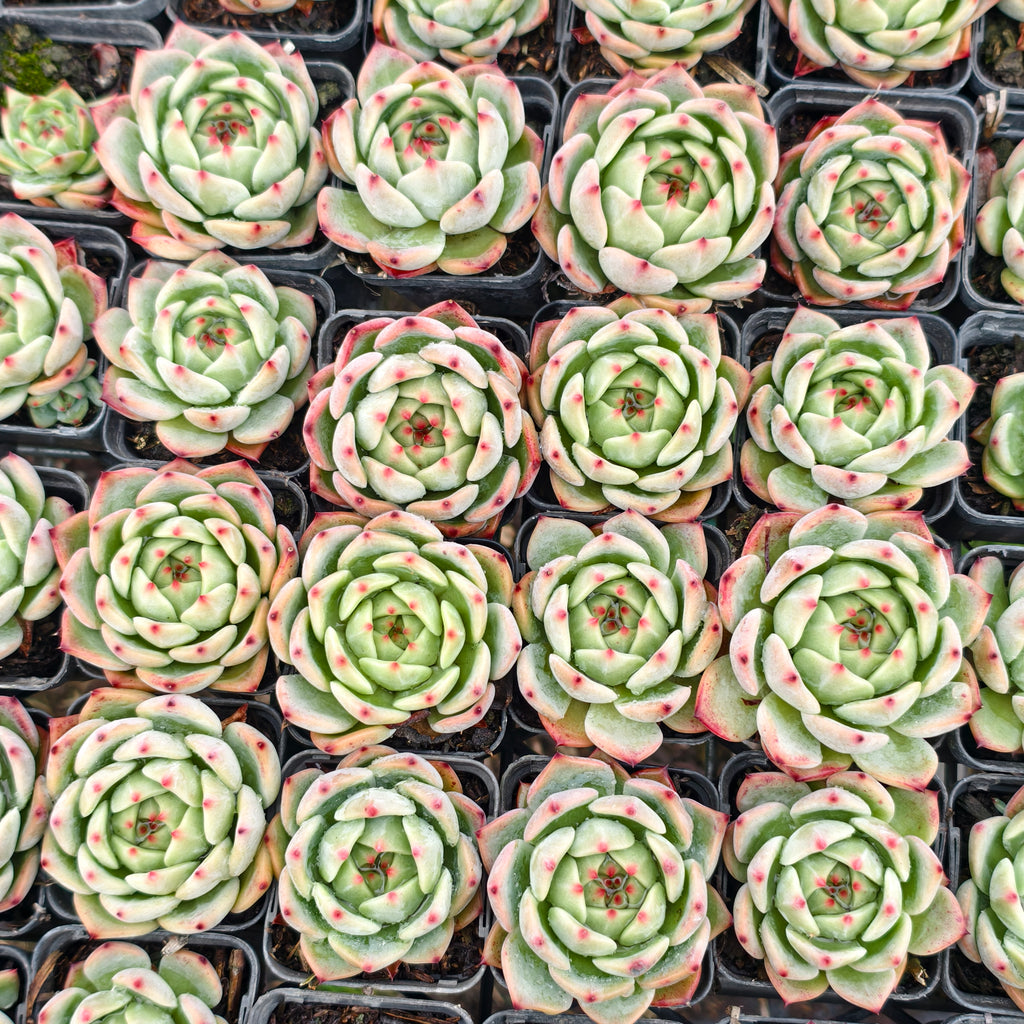 [PACK of 10 PLANTS] x Echeveria 'White Dragon'