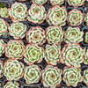 Echeveria 'White Dragon'