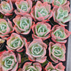 Echeveria 'Blue Lagoon'