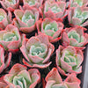 Echeveria 'Blue Lagoon'