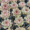 Echeveria 'Purple Crystal'