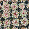 Echeveria 'Purple Crystal'
