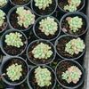 Sedum Carviar