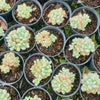 Sedum Carviar