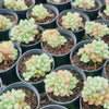 Sedum Carviar