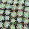 Echeveria 'Raindrops' (young plant)(NO DROPS)