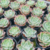 Echeveria 'Raindrops' (young plant)(NO DROPS)