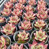 Echeveria Romeo Rubin x Ebony