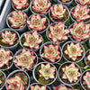 Echeveria Romeo Rubin x Ebony