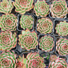 Echeveria Giselle