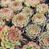 Echeveria Giselle