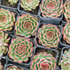Echeveria Giselle