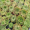 Echeveria 'Emerald Rose'