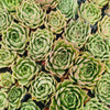 Echeveria 'Emerald Rose'
