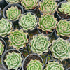 Echeveria 'Emerald Rose'