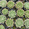 Echeveria 'Emerald Rose'