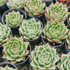 Echeveria 'Emerald Rose'