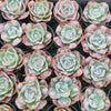 Echeveria Heart Delight (has marks)(bump leaves)