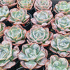 Echeveria Heart Delight (has marks)(bump leaves)
