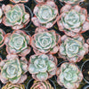 Echeveria Heart Delight (has marks)(bump leaves)
