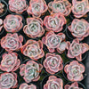 Echeveria Beyonce Rainbow Variegated