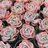 Echeveria Beyonce Rainbow Variegated