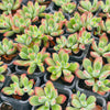 Echeveria pulvinata 'Ruby Blush'