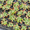 Echeveria pulvinata 'Ruby Blush'