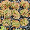 Echeveria 'Dark Vader' CREST