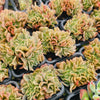 Echeveria 'Dark Vader' CREST