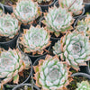 Echeveria 'Galaxy Queen'